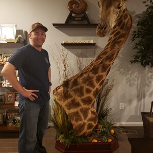 Giraffe Shoulder Mount Taxidermy