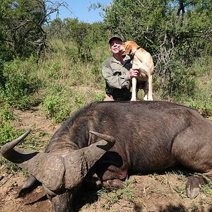 Buffalo Hunting South Africa