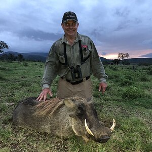 Warthog Hunt South Africa