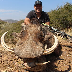 Bow Hunt Warthog in South Africa