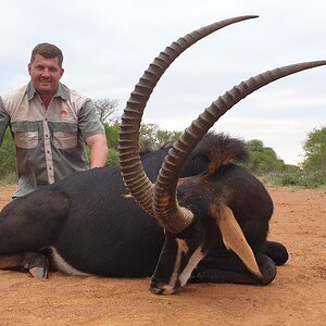 South Africa Hunting 43" Inch Sable