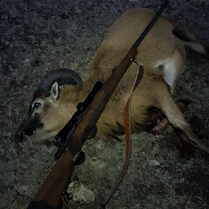 Texas USA Hunting Ram