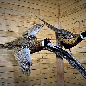 Pair of Pheasant Full Mount Taxidermy