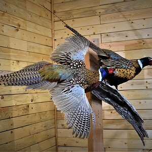 Pair of Pheasant Full Mount Taxidermy