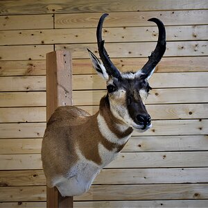 Pronghorn Shoulder Mount Taxidermy