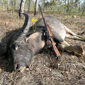 Australia Hunt Asiatic Water Buffalo