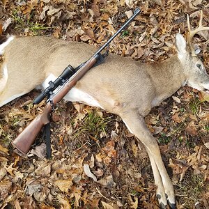 USA Hunt White-tailed Deer