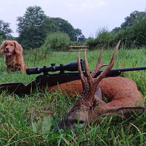 Hunt Roe Deer in England UK