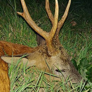 England UK Hunting Roe Deer