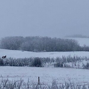 Moose Canada