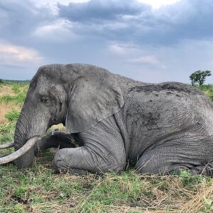 Zimbabwe Hunting Elephant