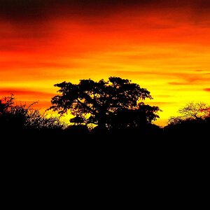 Baobab with Sunset