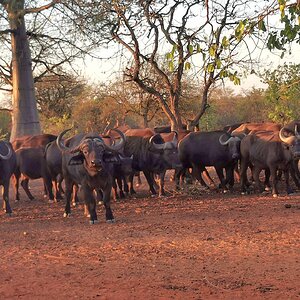 Buffalo herd