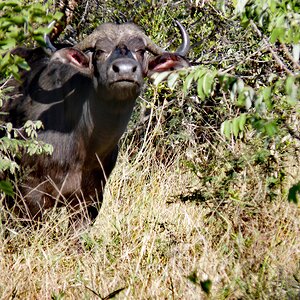 Cape Buffalo in South Africa