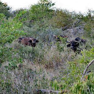 Cape Buffalo in South Africa