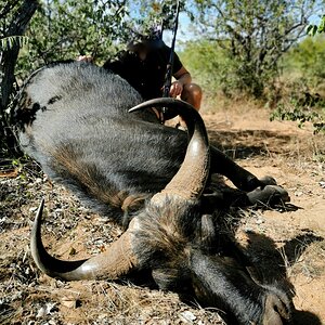 Cape Buffalo Hunting South Africa