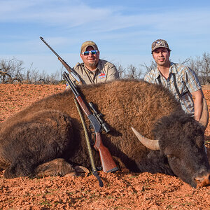 Bison Hunting Texas USA