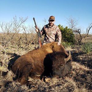 Bison Hunt Texas USA