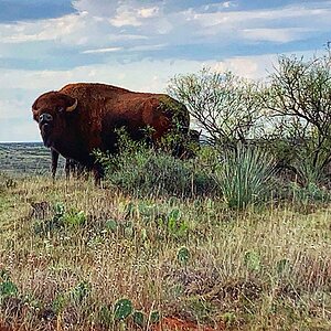 Bison In Texas USA