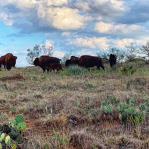 Bison In Texas USA