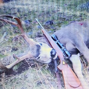 Hunt Mule Deer in USA