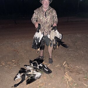 Australia Hunting Magpie Goose