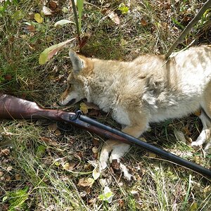 Coyote Hunt Canada