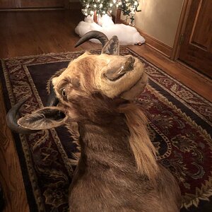 Golden Wildebeest Shoulder Mount Taxidermy