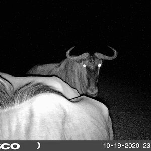 Blue Wildebeest Bull South Africa