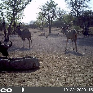 Buffalo and Kudu South Africa