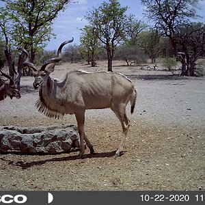 Kudu South Africa