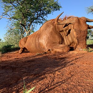 Hunting Golden Wildebeest in South Africa