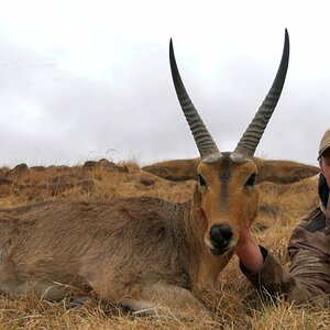 Common Reedbuck Hunt South Africa