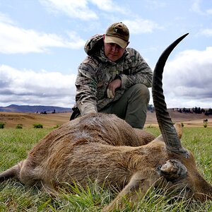 Hunt Common Reedbuck in South Africa