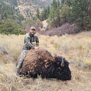 Wild Utah Bison