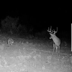Texas USA Trail Cam Pictures White-tailed Deer