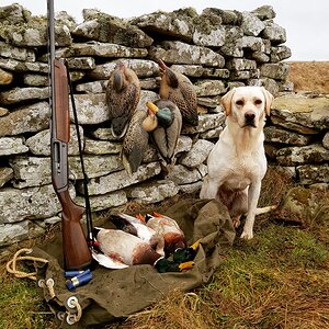 Hunting Ducks in Shetland