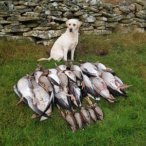 Geese, Duck & Woodcock Hunt Shetland