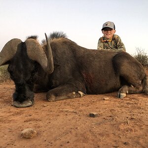 South Africa Hunt Black Wildebeest