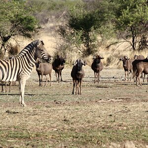 Black wildebeest and Zebra at Zana Botes Safari.jpeg