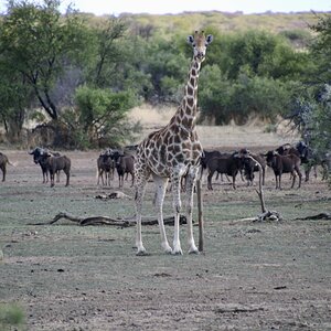 Giraffe at Zana Botes Safari