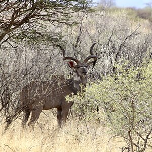 Young kudu bull at Zana Botes Safari.jpeg