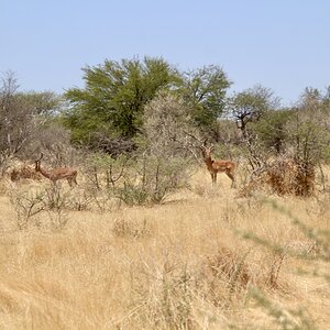 Impala at Zana Botes Safari