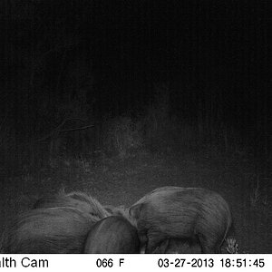 Bushpig Trail Cam Pictures South Africa