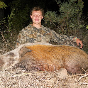 South Africa Bow Hunt Bushpig