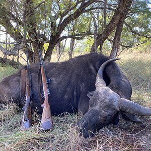 Buffalo cow hunting in South Africa