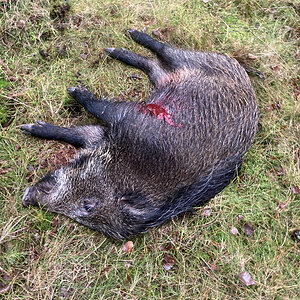 Hunt Boar in Sweden