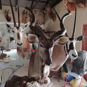 Scimitar Oryx, Kudu & Gemsbok Pedestal Mount Taxidermy