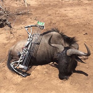Bow Hunting Blue Wildebeest in South Africa