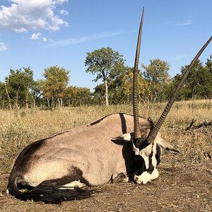 South Africa Hunting Gemsbok